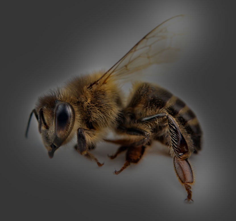 bee-1