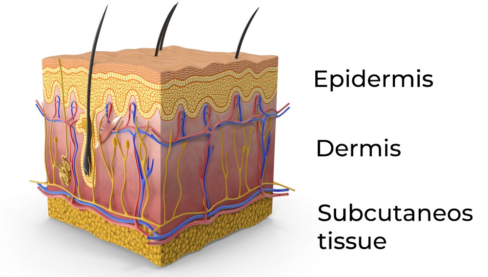 Skin-Section